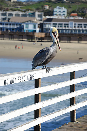 Don't Feed the Birds