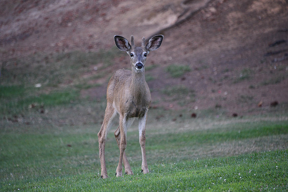 Morning Visitor