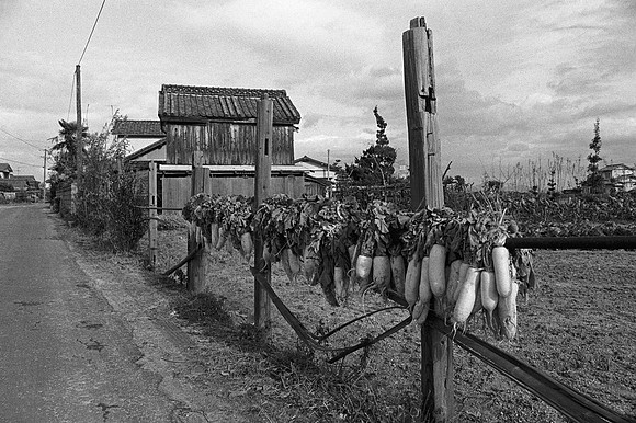 Drying Daikon