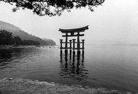 Floating Tori, Miyajima, Japan