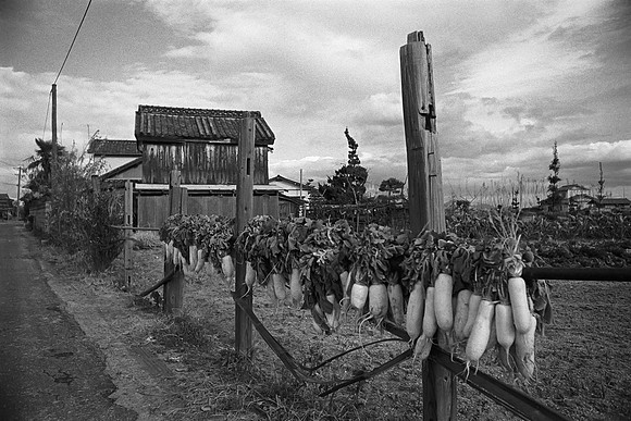 Drying Daikon 2