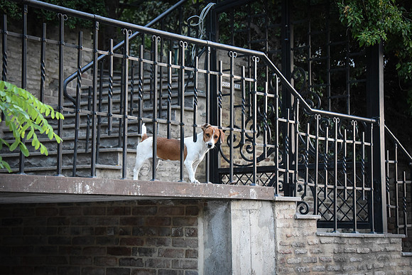 Guard Dog