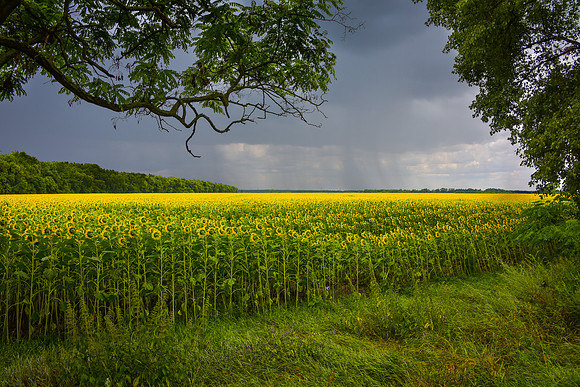 Ukrainian Sunflowers