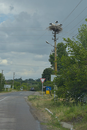 Ukrainian Bird Nest
