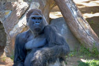 Dominant Male