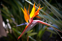 Bird of Paradise