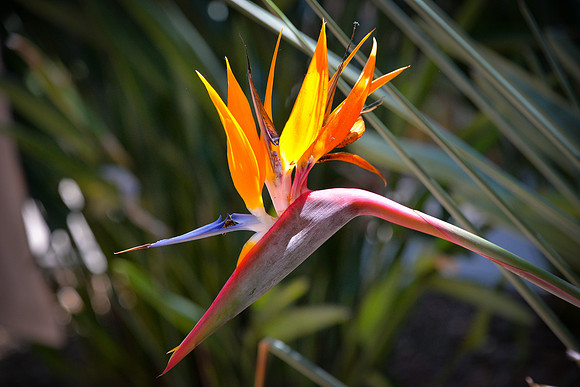 Bird of Paradise