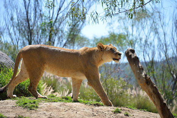 On the prowl