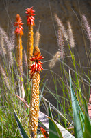 Safari Park Flowers