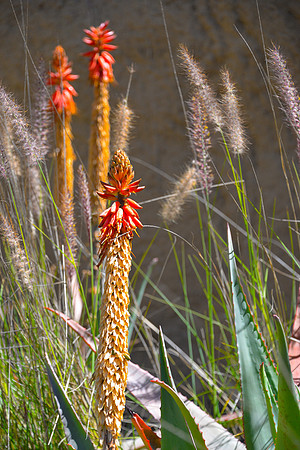 Safari Park Flowers