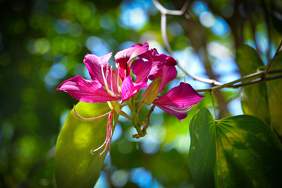 Safari Park Flowers