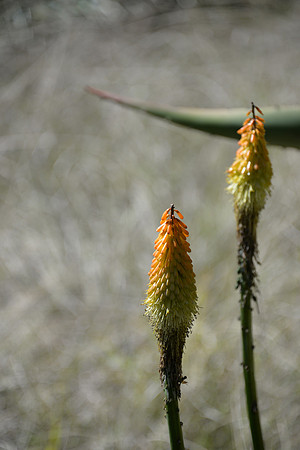 Safari Park Flower