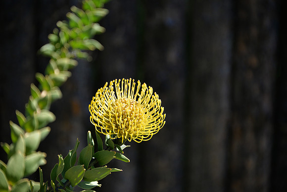 Safari Park Flower