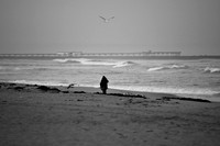 Beachcomber