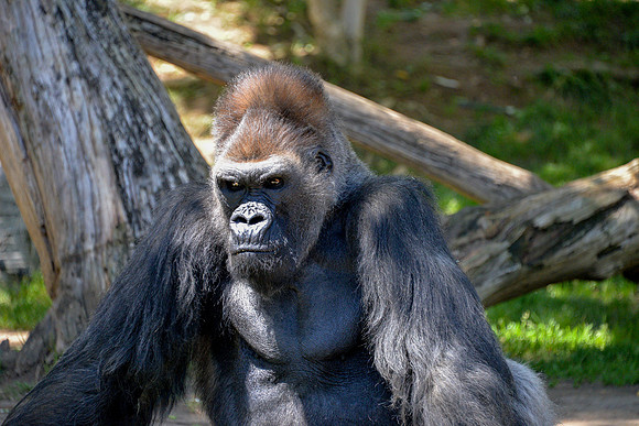 Dominant Male 2
