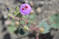 Desert Fivespot