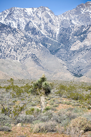 Joshua Tree Eastern Sierra Range