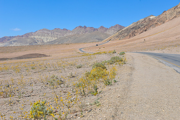 Wild Flowers