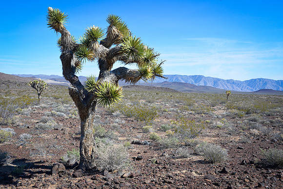 Yucca Tree