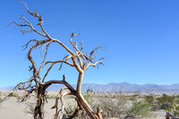 Desert Landscape