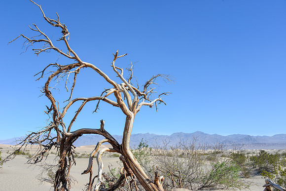 Desert Landscape