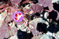 Desert 5 spot