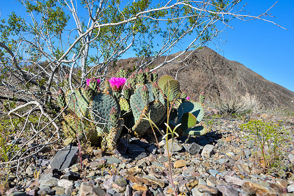 Desert Color