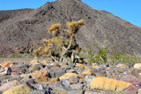 Desert Color