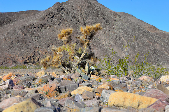 Desert Color