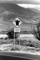 Turtle Crossing