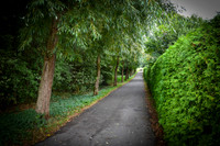 Beautiful Lane