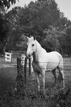 White Horse