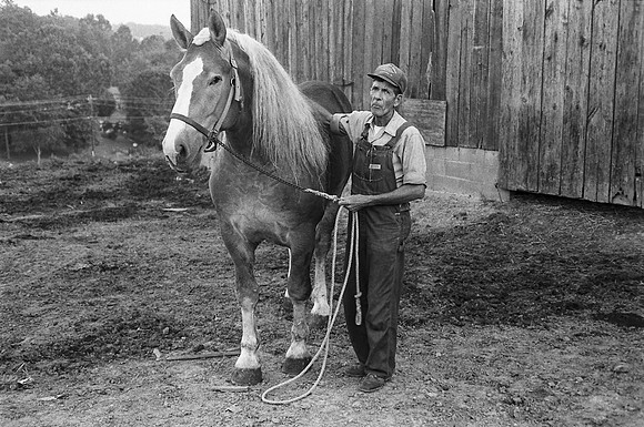 Crocksdale's Horse