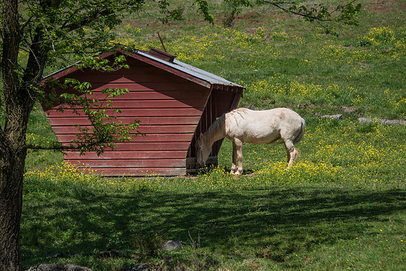 Pony Grazing