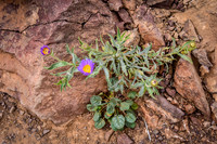 Delicate Desert Flowers