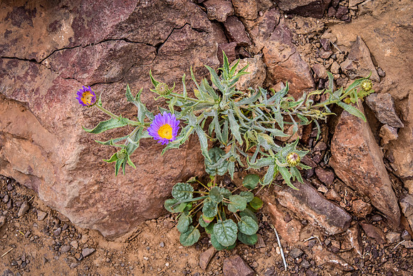 Delicate Desert Flowers