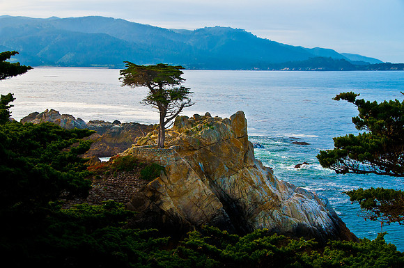 Lone Cypress
