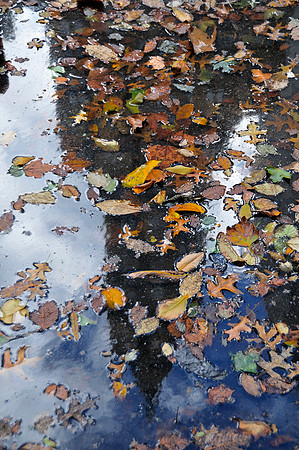 NYC Reflections