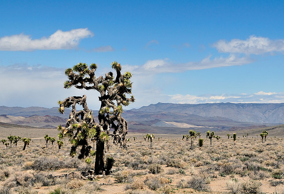 Joshua Tree