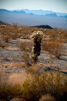 Desert Landscape