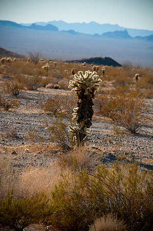 Desert Landscape