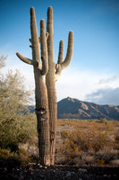 Arizona Cactus