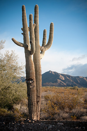 Arizona Cactus