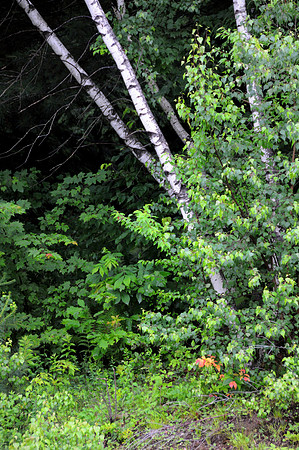 Birch Forrest