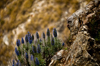 Cliff Flowers on Big Sur