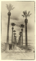 Converging Palms