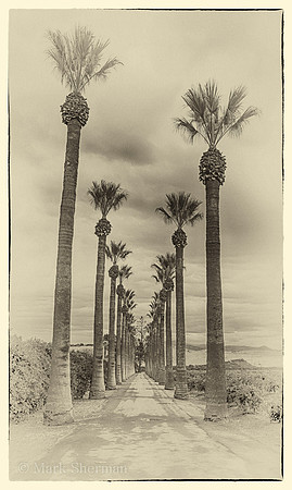 Converging Palms