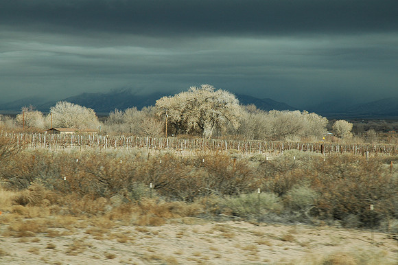 Cottonwoods