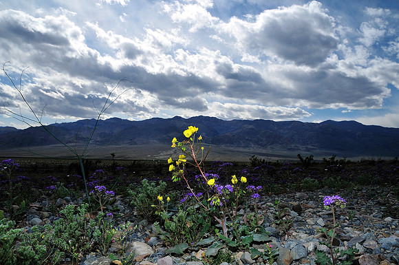 Desert Flowers