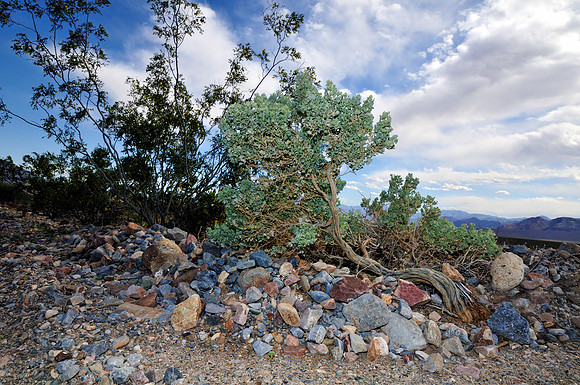 Death Valley Detail